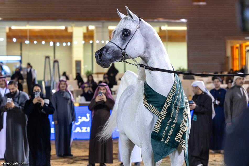ختام مهرجان الجواد العربي 2026 وتتويج الأبطال